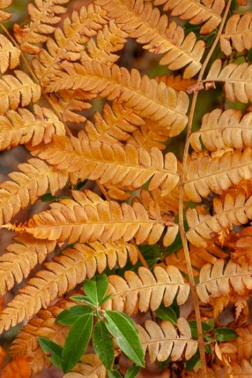 Abstract;Abstraction;Autumn;Botanical;Calm;Close-up;Fall;Flowers & Plants;Gold;Healing;Leaf;Macro;Nature;New England;New Hampshire;Pastoral;Tan;Veins;Wabi Sabi;Yellow;botanicals;fern;foliage;green;leaves;oneness;orange;pattern;peaceful;plant;restful;serene;soothing;texture;tranquil;vegetation;zen