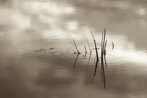 Botanicals;reflection;Sepia;Silhouette;Outdoor;Vermont;pond;water;Plant;Abstraction;New England;Abstracts;lake;Flora;Abstract;Mirror;Botanical;Rachel;reflections;Blue;Sky;Patterns;Plants