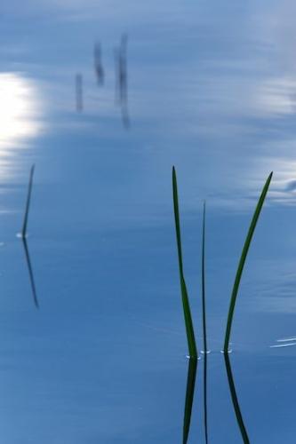 lake;Flora;Silhouette;Blue;Mirror;pond;Abstraction;Sky;Vermont;Botanical;water;reflections;Botanicals;Plant;reflection;Abstracts;Patterns;Abstract;Plants;Outdoor;New England;grass;Green