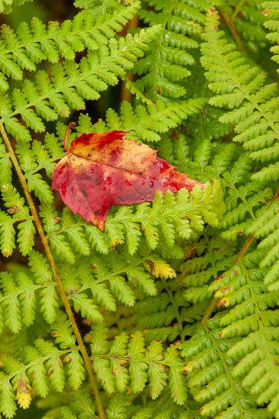 Autumn;Botanical;Calm;Fall;Fallen;Fallen Leaves;Ferns;Healing;Health care;Healthcare;Leaf;Macro;Minimalism;Nature;New England;Pastoral;United States;Veins;Vermont;Wabi Sabi;botanicals;fern;green;leaves;oneness;orange;peaceful;plant;plants;red;restful;serene;soothing;tranquil;vegetation;zen