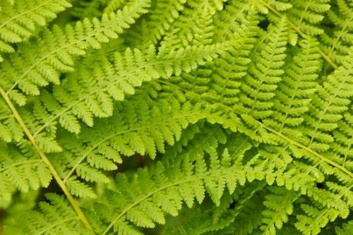 Textures;Vermont;New England;Plant;Fern;Details;close-up;Patterns;Green;Foliage;Vegetation;Abstracts;Plants;Botanical;zen;Abstract