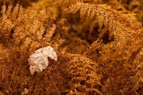 Autumn;Botanical;Brown;Calm;Fall;Fallen;Fallen Leaves;Gold;Healing;Health care;Healthcare;Leaf;Macro;Nature;New England;Pastoral;Tan;Vermont;Wabi Sabi;botanicals;fern;foliage;leaves;oneness;peaceful;plant;restful;serene;soothing;tranquil;zen