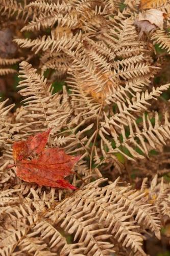 Patterns;Vegetation;Season;Abstracts;Ferns;Green;Abstraction;Fall;Plant;Brown;Red;Vermont;Autumn;Botanical;New England;Tan;Textures;Rust;Leaves;Fern;Abstract;Foliage;Leaf