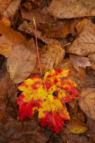 Wabi Sabi;Leaf;Leaves;Brown;Autumn;New England;Fall;Tan;Fallen Leaves;close-up;Vein;Fallen;Vermont;Orange;Yellow;Details;Oneness;Foliage;Veins