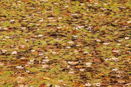 Tan;Autumn;Pine Needles;Fall;Fall Color;Big South Fork National Recreation Area;Tennessee;Yellow;Leaf;Green;Leaves;Leafy;Foliage;Vein;Red;Brown