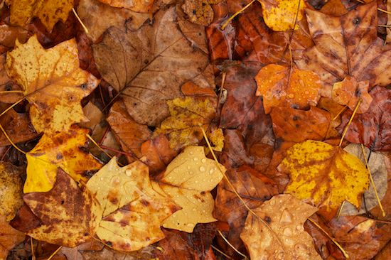 Great Smoky Mountains National Park;Tan;Tennessee;Wabi Sabi;Great Smoky Mountains;Leaves;Fallen Leaves;Fall;Brown;Abstract;Fallen;United States;Veins;Textures;Leaf;Leafy;Autumn;Foliage
