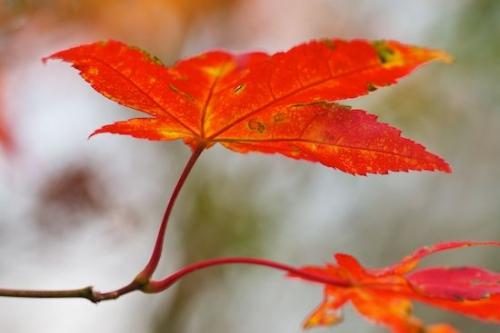 Leaf;Leaves;Red;Foliage;Vein;Leafy