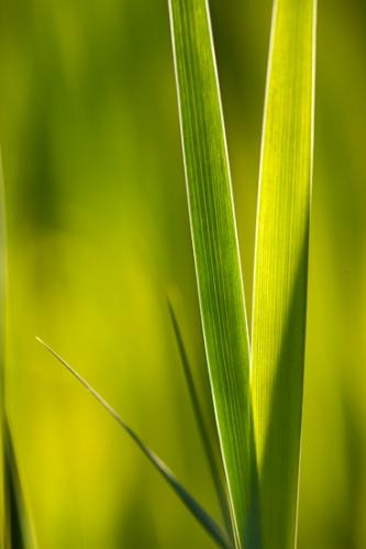 Abstract;Abstractions;Blade;Blades;Botanical;Calm;Close-up;Flowers & Plants;Healing;Health care;Healthcare;Leaf;Macro;Modern;Nature;Pastoral;Patterns;Stock categories;artsite;botanicals;contemporary;grass;green;leaves;modern art;oneness;peaceful;plant;plants;restful;serene;soothing;tranquil;vegetation;zen