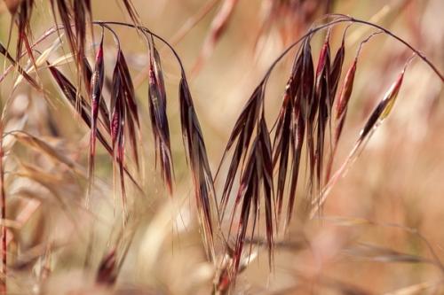 Abstract;Abstraction;Antelope Valley;Blossom;Blossoms;Botanical;Brown;California;Calm;Close-up;Floweret;Flowering;Flowers;Flowers & Plants;Gold;Healing;Health care;Healthcare;Leaf;Line;Macro;Nature;Pastoral;Petal;Seasons;Spring;Springtime;Tan;Wabi Sabi;Warm Colors;Warm Palette;Warm Tones;Yellow;bloom;botanicals;color;flora;floral;flower;greenery;leaves;magenta;oneness;orange;peaceful;plant;plants;restful;serene;soothing;tranquil;vegetation;zen