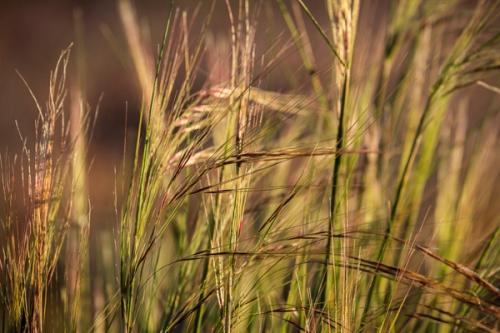 Abstract;Abstraction;Antelope Valley;Blossom;Blossoms;Botanical;Brown;California;Calm;Close-up;Floweret;Flowering;Flowers;Flowers & Plants;Gold;Healing;Health care;Healthcare;Leaf;Line;Macro;Nature;Pastoral;Petal;Seasons;Spring;Springtime;Tan;Wabi Sabi;Warm Colors;Warm Palette;Warm Tones;Yellow;bloom;botanicals;color;flora;floral;flower;green;greenery;leaves;magenta;oneness;orange;peaceful;plant;plants;restful;serene;soothing;tranquil;vegetation;zen