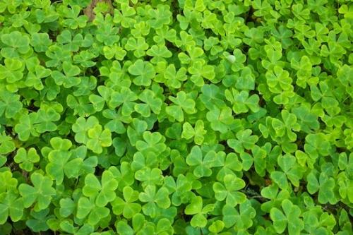 California;Patterns;Textures;Vegetation;Wood Sorrel;Botanicals;Big Sur;Green;Abstract;Plant;Close-up;Plants;Botanical;Greenery