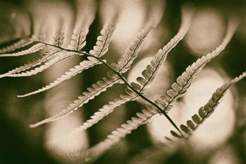 Botanical;Botanicals;Boulder Field;Close-up;Couchville Cedar Glade State Natural Area;Cumberland Plateau;Fern;Green;Lilly's Boulders;Looking up;Oneness;Plant;Plants;Shrub;Tennessee;Wabi Sabi;Wet Plate;artistic;botanical;botanicals;botany;flora;greenery;herb;herbage;vegetation;zen