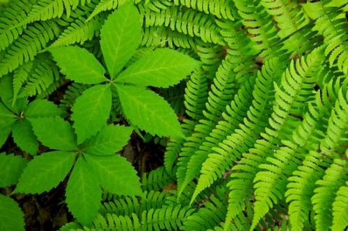 greenery;Patterns;botanical;Green;botany;Botanical;botanicals;Fern;vegetation;herb;Cumberland Plateau;Botanicals;Abstract;Tennessee;Close-up;plant;flora;plants;shrub;herbage