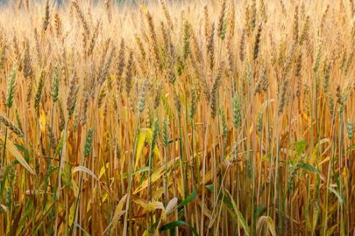 Agricultural;Agriculture;Autumn;Brown;Color;Fall;Farm;Farming;Field;Fields;Gold;Grass;Seed Head;Stock categories;Tan;Wheat;Wheat Field;Yellow;seed Headshot