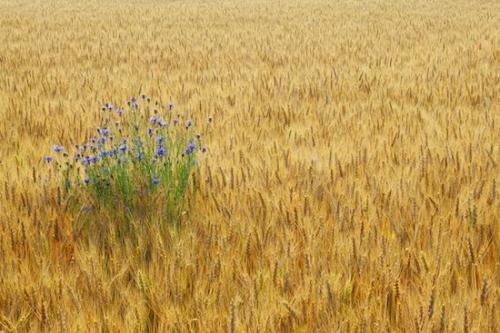 Flower;Flowers;Flowering;Gold;Seed Headshot;Blossom;Field;Farm;Agriculture;Wheat;Wheat Field;Yellow;Brown;Farming;Blue;Tan;Agricultural;Green;Bachelor Button;Grass;Wabi Sabi;Fields