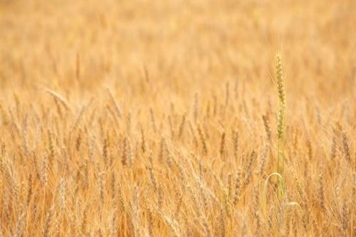 Brown;Agriculture;Wheat;Seed Head;Field;Yellow;Agricultural;Grass;Gold;Tan;Fields;Farming;Wheat Field;Farm