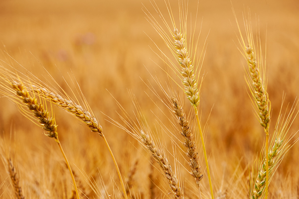 Abstract;Abstraction;Agricultural;Agriculture;Brown;Calm;Close-up;Farm;Farming;Fields;Gold;Healing;Health care;Healthcare;Line;Minimalism;Nature;Pastoral;Seed Head;Stock categories;Sunlight;Sunshine;Tan;Warm Colors;Warm Palette;Warm Tones;Wheat;Wheat Field;Yellow;color;field;grass;landscape;oneness;orange;pattern;peaceful;restful;serene;soothing;sunlit;texture;tranquil;yellow;zen