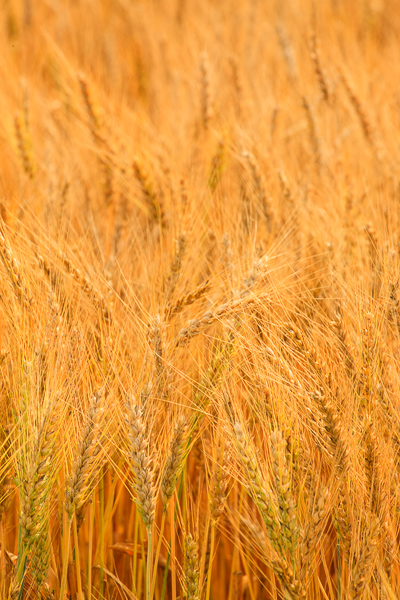Abstract;Abstraction;Agricultural;Agriculture;Brown;Calm;Close-up;Farm;Farming;Fields;Gold;Healing;Health care;Healthcare;Line;Minimalism;Nature;Pastoral;Seed Head;Stock categories;Sunlight;Sunshine;Tan;Warm Colors;Warm Palette;Warm Tones;Wheat;Wheat Field;Yellow;color;field;grass;landscape;oneness;orange;pattern;peaceful;restful;seed Headshot;serene;soothing;sunlit;texture;tranquil;yellow;zen
