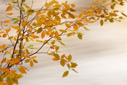 Michigan;Fall;Streaming;White;Great Lakes;stream;Water;Pouring;Upper Peninsular;Cascading;River;Orange;Autumn;Gold;Tahquamenon Falls;Yellow