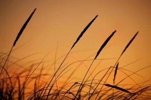 Grass;Upper Peninsular;Yellow;Great Lakes;Brown;Grass Seed Head;Silhouette;Orange;Michigan