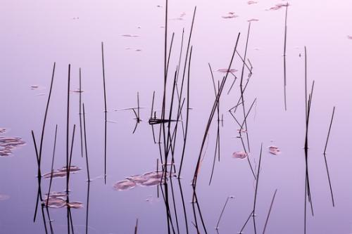 Botanical;Calm;Close-up;Flowers & Plants;Great Lakes;Healing;Health care;Healthcare;Leaf;Michigan;Mirror;Modern;Nature;Pastoral;Pink;United States;Upper Peninsular;Wabi Sabi;Water;Waterscape;botanicals;contemporary;contemporary art;fern;lake;landscape;leaves;magenta;modern art;oneness;oriental;pattern;peaceful;plant;pool;purple;reflection;reflections;restful;serene;soothing;tranquil;zen