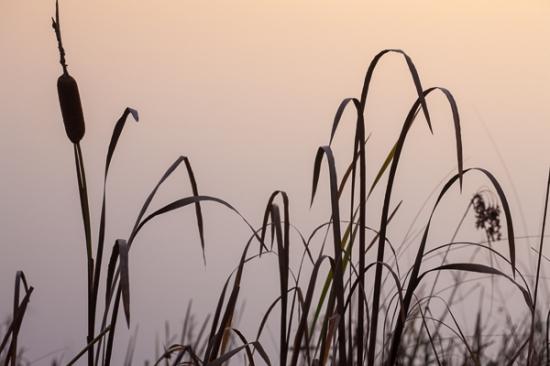 Botanical;Brown;Calm;Cattails;Contour;Flowers & Plants;Form;Great Lakes;Healing;Health care;Healthcare;Leaf;Michigan;Minimalism;Nature;Outline;Pastoral;Pink;Sunlight;Tan;United States;Upper Peninsular;Wabi Sabi;Water;botanicals;lake;leaves;oneness;peaceful;plant;plants;pond;pool;restful;serene;silhouette;soothing;tranquil;zen