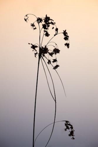 Botanical;Plants;Plant;Michigan;Silhouette;Great Lakes;Flora;Upper Peninsular;Seney National Wildlife Refuge;Botanicals