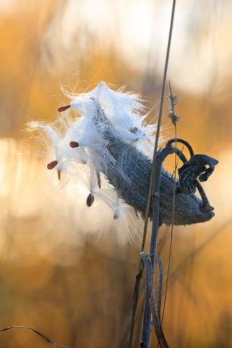 Autumn;Botanical;Brown;Calm;Close-up;Fall;Flowers & Plants;Gold;Great Lakes;Healing;Health care;Healthcare;Macro;Michigan;Milkweed;Milkweed Pod;Nature;Pastoral;Seasons;Seed;Seeds;Seney National Wildlife Refuge;Tan;United States;Upper Peninsular;Wabi Sabi;Yellow;botanicals;oneness;orange;peaceful;plant;plants;restful;serene;soothing;tranquil;zen