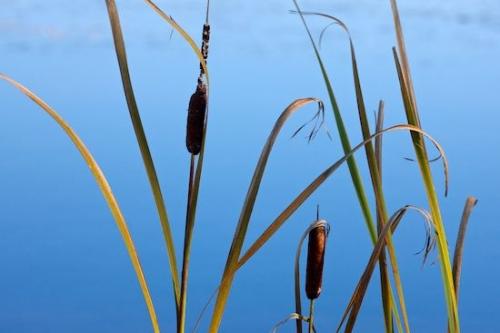 Seney National Wildlife Refuge;Great Lakes;Michigan;Tan;Leaf;Plant;Cattails;Brown;Leaves;botanical;Upper Peninsular;Green;botanicals;Blue;Plants;water