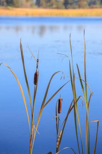Blue;Brown;Cattails;Great Lakes;Green;Leaf;Leaves;Michigan;Plant;Plants;Seney National Wildlife Refuge;Tan;United States;Upper Peninsular;Water