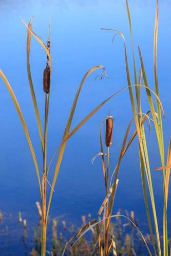 Blue;Brown;Cattails;Great Lakes;Green;Leaf;Leaves;Michigan;Plant;Plants;Seney National Wildlife Refuge;Tan;United States;Upper Peninsular;Water