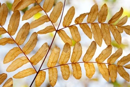 Upper Peninsular;Details;Oneness;Plants;Fern;Fall;Ferns;Botanicals;Plant;Michigan;Green;Looking up;Autumn;Great Lakes;zen;Leaves;Brown;Botanical;close-up;Tan;Leaf;Oriental