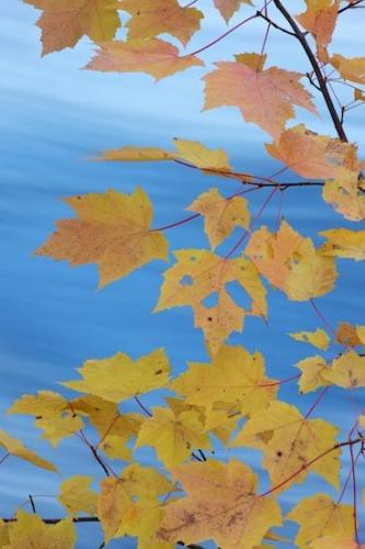 Maple;Yellow;branch;branches;tree;Great Lakes;Streaming;Stream;Oneness;tree limbs;Orange;Gold;Peaceful;Blue;Upper Peninsular;Michigan