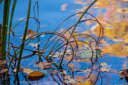 Blue;Botanical;Brown;Calm;Fall;Fallen;Fallen Leaves;Gold;Healing;Health care;Healthcare;Leaf;Macro;Mirror;Nature;Pastoral;Reeds;Tan;Veins;Wabi Sabi;Warm Colors;Warm Palette;Warm Tones;Water;Waterscape;West Virginia;Yellow;botanicals;color;foliage;green;lake;leaves;oneness;orange;peaceful;plant;plants;pond;pool;reflection;reflections;restful;serene;soothing;tranquil;vegetation;zen
