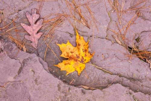 Adams Falls;Brown;Close-up;Fallen;Fallen Leaves;Foliage;Gold;Landscape;Leaf;Leaves;Macro;Magenta;Maple;Maple Leaf;Moss;Nature;Oak;Oak Leaf;Oneness;Orange;Peaceful;Pennsylvania;Pine Needles;Plant;Ricketts Glenn State Park;Rock;Rock Formations;Stone;Tan;Wabi Sabi;Yellow;calm;needles;pine;serene;soothing;zen