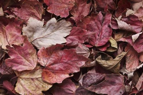Leafy;Brown;Textures;Leaf;Red;Tan;Abstraction;Oneness;Patterns;Vein;Vegetation;Maple;Wabi Sabi;Autumn;Leaves;Fall;Abstract;Foliage;Abstracts