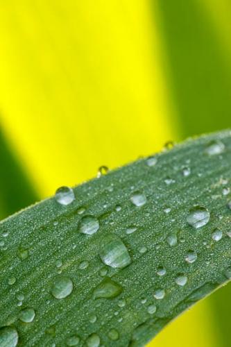 Close-up;Dew;Dewy;Drop;Droplet;Droplets;Green;Leaf;Leaves;Oneness;Plant;Water;Water Drops;Wet;botanical;botanicals;dew drops;drops;zen