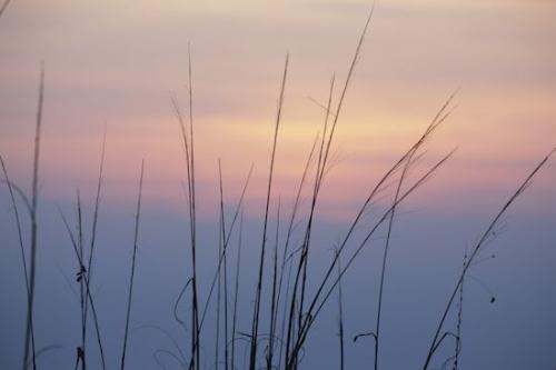 Florida;Abstracts;Plant;Plants;Vegetation;Greenery;Sanibel;Botanical;Sanibel Captiva Island;Blue;Textures;Flora;Patterns;Sunset;Botany;Abstraction;Botanicals