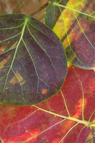 Greenery;Sanibel;Botanicals;Botanical;Sanibel Captiva Island;Flora;Botany;Vegetation;Florida;Plants;Plant