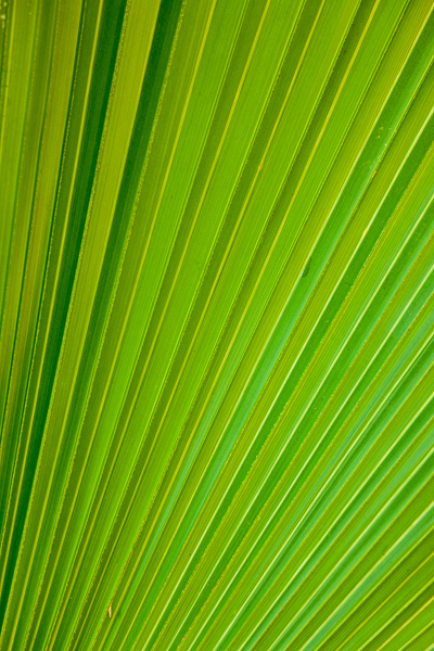 Abstract;Abstraction;Botanical;Calm;Close-up;Florida;Healing;Health care;Healthcare;Leaf;Line;Macro;Minimalism;Nature;Palmetto;Pastoral;Plant;Sanibel;Sanibel Captiva Island;Shape;United States;botanicals;foliage;green;greenery;leaves;oneness;pattern;peaceful;plant;plants;restful;serene;soothing;texture;tranquil;vegetation;zen