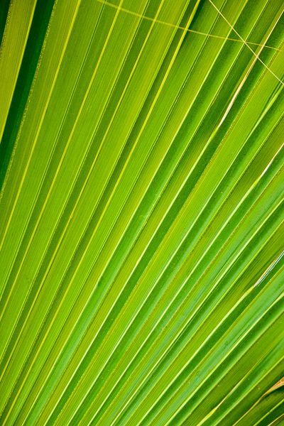 Abstract;Abstraction;Botanical;Calm;Close-up;Florida;Healing;Health care;Healthcare;Leaf;Line;Macro;Minimalism;Nature;Palmetto;Pastoral;Plant;Sanibel;Sanibel Captiva Island;Shape;United States;Vertical;botanicals;foliage;green;greenery;leaves;oneness;pattern;peaceful;plant;plants;restful;serene;soothing;texture;tranquil;vegetation;zen
