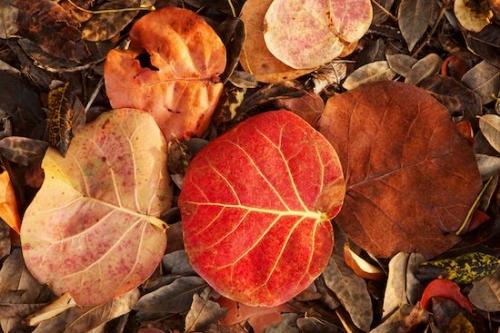 Orange;Sea Grape;Florida;Plants;Tan;Botany;Vein;Red;Brown;Veins;Sanibel Captiva Island;Flora;Yellow;Foliage;Greenery;Botanical;Leaf;Plant;Leaves;Sanibel;Botanicals;Leafy;Vegetation