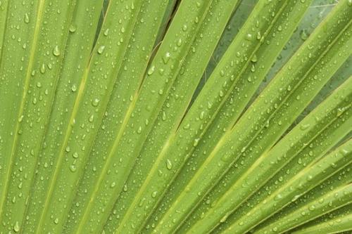 Plants;Patterns;Abstraction;Palmetto;Florida;Botanical;Abstracts;Sanibel;Sanibel Captiva Island;Textures