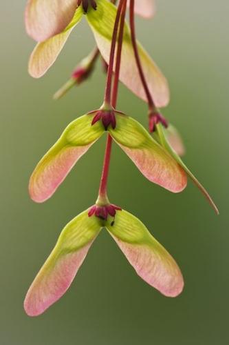 Flora;Botanicals;Seeds;Spring;Springtime;Plants;Plant;Pink;Red;Maple;Green
