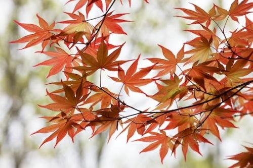 Maple;Leaf;Japanese Maple;Foliage;Fall;Botanicals;Botanical;Autumn;Red;Leaves;Green;Leafy;Patterns