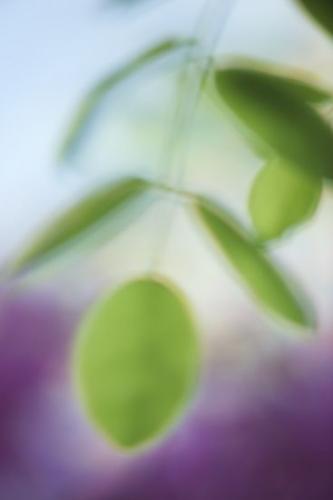 Abstraction;locust;Botanicals;Abstract;Leaves;Leaf;tree;Plant;Botanical;Purple Robe Black Locust;Green;Patterns;Abstracts;Plants;locust tree;Flora