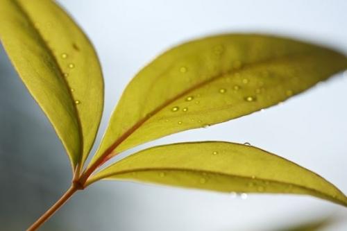 Close-up;dew;Flora;Botanicals;droplet;Oneness;Red;Leaf;Vegetation;Leaves;Foliage;Green;drops;zen;Plants;dewy;water;Looking up;dew drops;Peaceful;Botanical;Plant