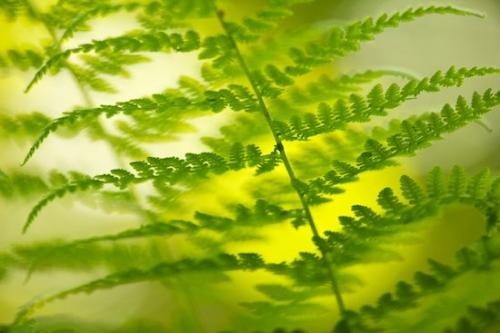 Botany;Fern;Flora;Botanicals;Oneness;close-up;Botanical;Foliage;Peaceful;Doe Mountain;Plants;Plant;Vegetation;Yellow;zen;Ferns;Wabi Sabi;Tennessee;Green