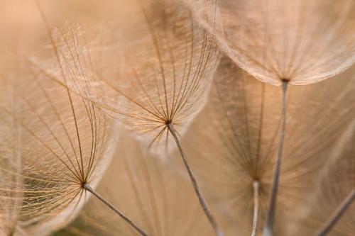 Blossom;Blossoms;Brown;Flower;Floweret;Flowering;Flowers;Gold;Plant;Plants;Rachel;Seed;Seed Head;Tan;Wabi Sabi;Yellow Goatsbeard;bloom;botanical;botanicals;botany;flora;floral;vegetation