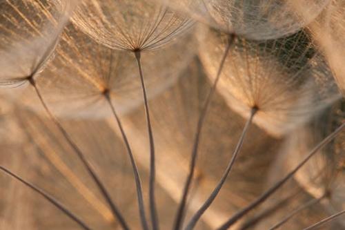 Blossom;Blossoms;Flower;Floweret;Flowering;Flowers;Plant;Rachel;Seed;Seed Head;Tan;Wabi Sabi;Yellow Goatsbeard;bloom;botanical;botanicals;flora;floral